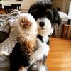 voicky